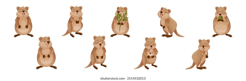 Funny Quokka as Short-tailed Scrub Wallaby with Rounded Ears in Different Pose Vector Set