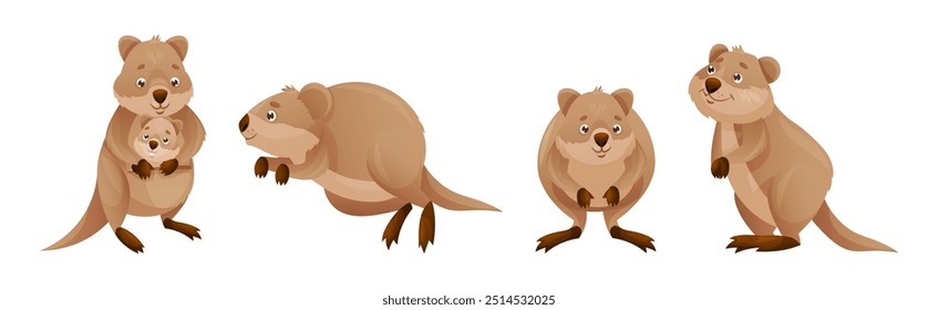 Engraçado Quokka como Scrub de cauda curta Wallaby com orelhas arredondadas em conjunto de vetor de postura diferente