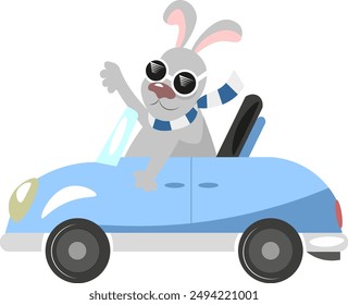 funny rabbit on the blue car 