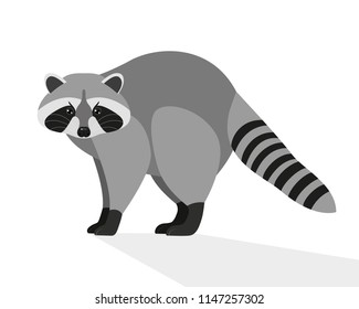 Funny  raccoon, cartoon character, flat design. Animals, nature, zoo. Vector illustration. EPS10