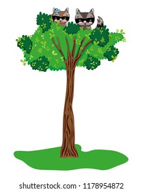 funny raccoon couple animal and tree