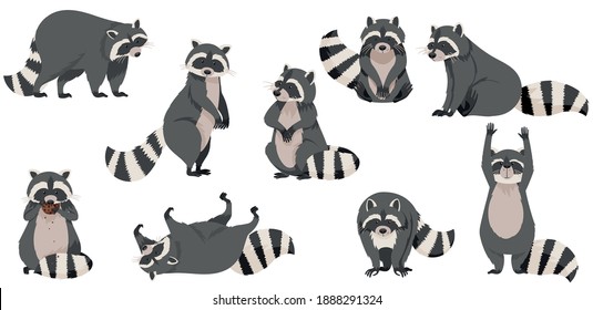 Funny Raccoon with Dexterous Front Paws and Ringed Tail Vector Set