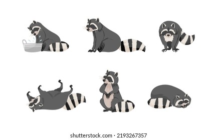 Funny Raccoon with Dexterous Front Paws and Ringed Tail Vector Set