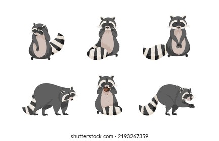 Funny Raccoon with Dexterous Front Paws and Ringed Tail Vector Set