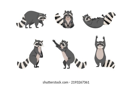 Funny Raccoon with Dexterous Front Paws and Ringed Tail Vector Set