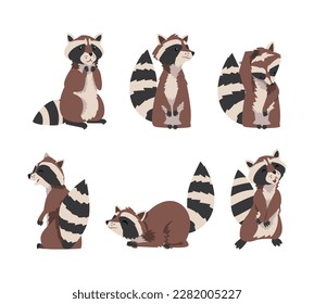 Funny Raccoon with Ringed Tail in Different Pose Vector Set