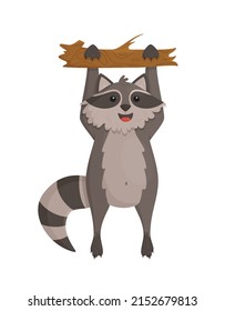 A funny raccoon with a striped tail hanging from a tree.