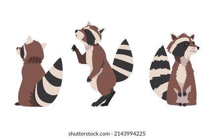 Funny Raccoon with Striped Tail Sitting Vector Set