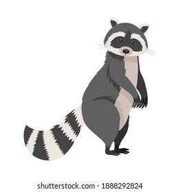 Funny Raccoon with Striped Tail Standing on Hind Legs Vector Illustration