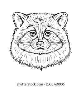 Funny Racoon Face Isolated on white.