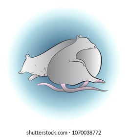 funny rats sleep