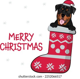 Funny Rottweiler dog with paws in Christmas stocking. Funny holiday greeting card with a cute dog head. New year postcard. Winter gift, pet in socks, cute X-mas design with a favorite pet in a hat.  