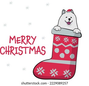 Funny Samoyed dog with paws in Christmas stocking. Funny holiday greeting card with a cute dog head. New year postcard. Winter gift, pet in socks, cute X-mas design with a favorite pet in a hat.  