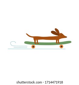Funny sausage dog, basset on a skateboard in a city, banner, card. Flat vector drawn illustration, isolated objects.