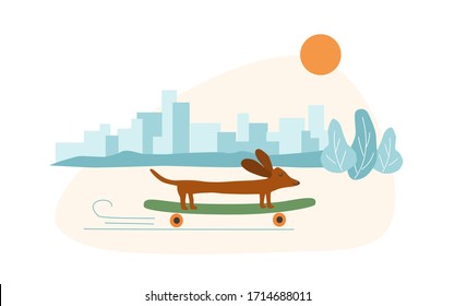 Funny sausage dog, basset on a skateboard in a city, banner, card. Flat vector drawn illustration, isolated objects.