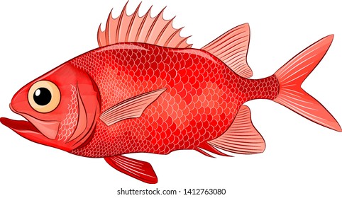 Funny Sea Bass Red Vector