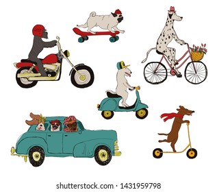 Funny set with cute dogs driving car, riding bike, scooter, motorcycle and skateboard. 