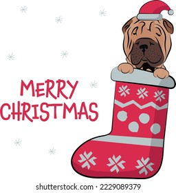 Funny Shar Pei dog with paws in Christmas stocking. Funny holiday greeting card with a cute dog head. New year postcard. Winter gift, pet in socks, cute X-mas design with a favorite pet in a hat.  