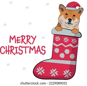 Funny Shiba Inu dog with paws in Christmas stocking. Funny holiday greeting card with a cute dog head. New year postcard. Winter gift, pet in socks, cute X-mas design with a favorite pet in a hat.  