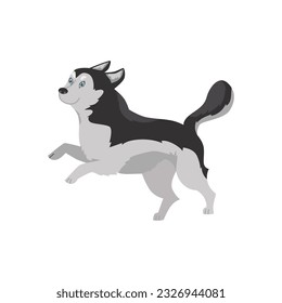 Funny Siberian husky running and jumping, cartoon flat vector illustration isolated on white background. Cute animal with blue eyes. Happy pet drawing for children.