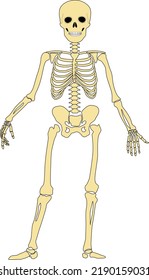 Funny skeletons dancing. Day of Dead, Halloween concept vector illustration. trick or treat.