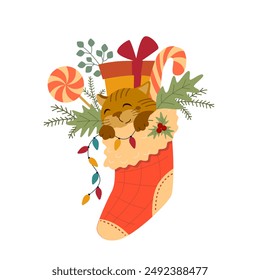 Funny sleeping cat in a Christmas stocking among gift box, garland, lollipops, fir branches and sweets. Happy holiday New Year card. Nice winter print isolated on a white background. 