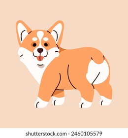 Funny small Pembroke welsh corgi looks back. Fluffy herding dog puppy stands. Playful little doggy, cute pup shows tongue. Happy pet, amusing domestic animal. Flat isolated vector illustration