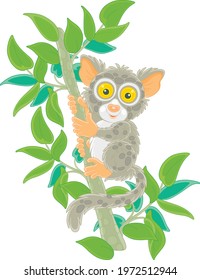 Funny small Philippine tarsier, tree-dwelling exotic primate with very large eyes and a long tufted tail, sitting on a green tree branch in a tropical jungle, vector cartoon illustration