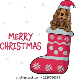 Funny Spaniel dog with paws in Christmas stocking. Funny holiday greeting card with a cute dog head. New year postcard. Winter gift, pet in socks, cute X-mas design with a favorite pet in a hat.  