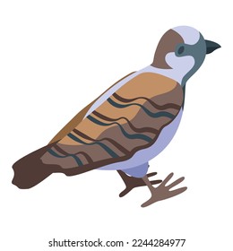 Funny sparrow icon isometric vector. Male bird. Wild wing