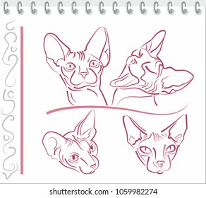 Funny sphynx cats faces expressing emotions. Ladies. Vector drawing.