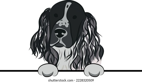 Funny Springer Spaniel dog with paws over a white wall, in a pocket vector illustration. Funny dog smiling. Cute dog head on a white background. Hand-drawn mascot. Smiling dog muzzle. BFF.