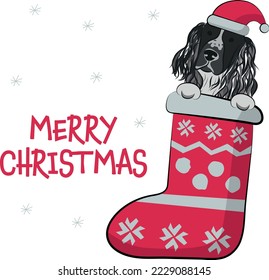Funny Springer Spaniel dog with paws in Christmas stocking. Funny holiday greeting card with a cute dog head. New year postcard. Winter gift, pet in socks, cute X-mas design with a favorite pet in hat