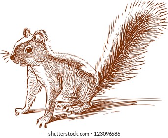 funny squirrel