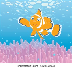 Funny striped anemonefish swimming among bright poisonous stings of a pink anemone in blue water of a colorful coral reef in a tropical sea, vector cartoon illustration