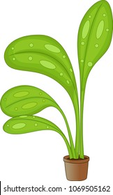 funny taro tree cartoon