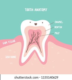 Funny tooth anatomy/ dental for kids