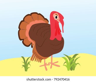 funny turkey bird