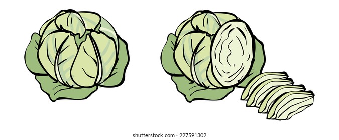 Funny vector cartoon colorful cabbage isolated background 