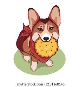 Funny vector character. Welsh corgi in a red bandana with a cookie in its mouth.