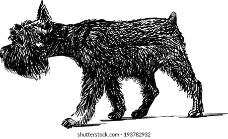 funny walking dog