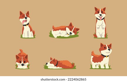 Funny Welsh Corgi Dog with Brown Coat and Collar on Green Grass Vector Set