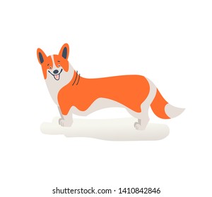 Funny Welsh Corgi dog isolated on a white background. Corgi cartoon vector illustration. Cute dog with funny face