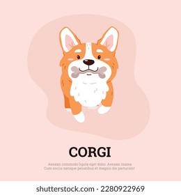 Funny welsh corgi walking with bone, poster or greeting card - cartoon flat vector illustration. Cute dog animal drawing. Cheerful puppy eating bone.