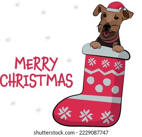 Funny Welsh terrier dog with paws in Christmas stocking. Funny holiday greeting card with a cute dog head. New year postcard. Winter gift, pet in socks, cute X-mas design with a favorite pet in a hat.