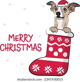 Funny whippet in a Christmas stocking. Funny holiday greeting card with a cute dog head with paws. New year postcard. Winter gift, pet in socks, cute X-mas design with a favorite pet.