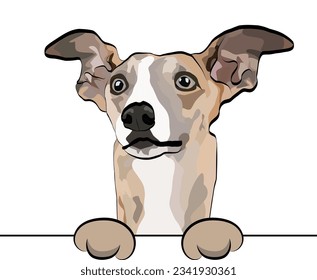 Funny whippet with paws in a pocket, vector illustration. Cute dog head with paws on a white background, isolated logo. Hand-drawn mascot. Funny dog muzzle looking over a white wall.