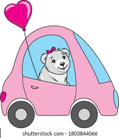 Funny white bear drives a car. Vector