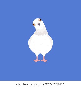 Funny white pigeon standing tilting head front view flat style, vector illustration isolated on blue background. Cute urban bird, decorative design element