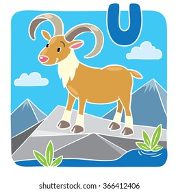 Funny wild urial or ram. Alphabeth U
